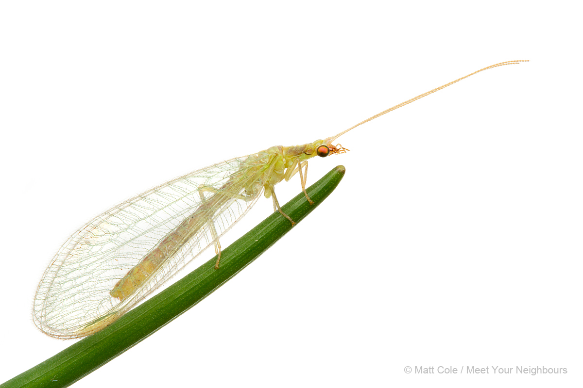 Green Lacewing 1